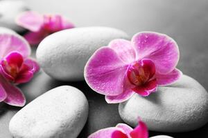 Fotótapéta orchidea virágok fehér köveken