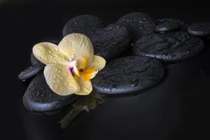Fotótapéta Zen kövek sárga orchdieával - 225x150