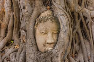 Fotótapéta a Buddha szent fügefája