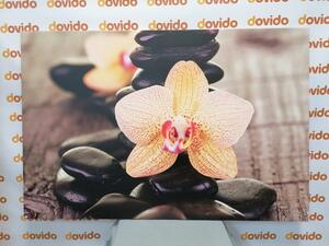 Kép sárga orchidea és Zen kövek