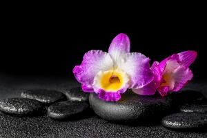 Tapéta lila orchidea Zen köveken