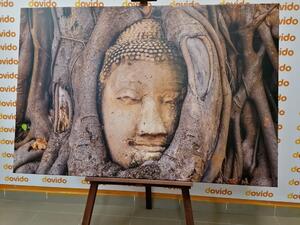 Kép Buddha szent fügefája