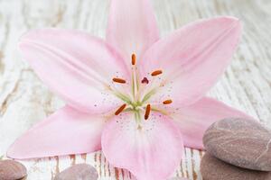 Kép rózsaszín liliom és Zen kövek