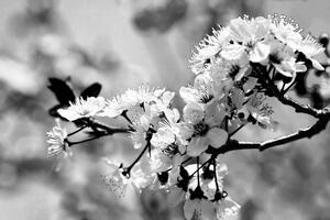 Öntapadó fotótapéta fekete-fehér cseresznyevirág