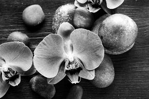 Fotótapéta orchidea és kövek fekete-fehérben