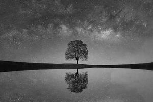 Fotótapéta fekete-fehér csillagos ég egy magányos fa felett