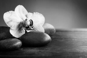 Öntapadó fotótapéta orchidea és kövek fekete fehérben