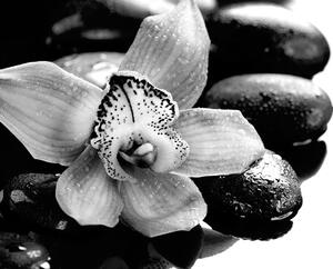 Fotótapéta fekete fehér exotikus orchidea