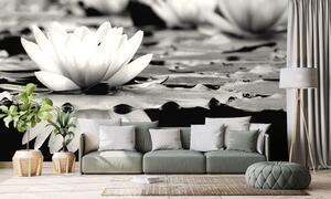 Fotótapéta fekete fehér lótusz virág