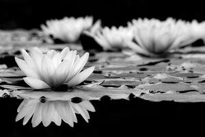 Öntapadó fotótapéta fekete fehér lótusz virág