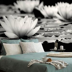 Fotótapéta fekete fehér lótusz virág