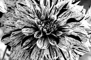 Öntapadó fotótapéta exotikus dália fekete fehérben