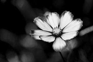 Fotótapéta kerti virág fekete fehérben