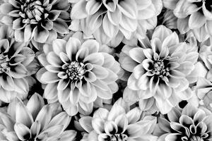Fotótapéta dália virág fekete fehérben