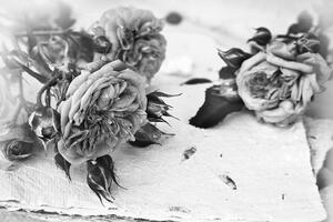 Öntapadó fotótapéta fekete fehér virágzó rózsa