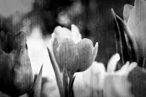 Tapéta tulipán rét retro stílusban, fekete-fehér kivitelben