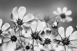 Tapéta virágok fekete fehérben