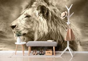 Fotótapéta afrikai oroszlán szépia kivitelben