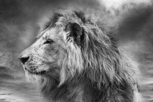 Öntapadó fotótapéta afrikai oroszlán fekete fehérben