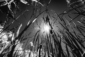 Fotótapéta mezei fű fekete fehérben