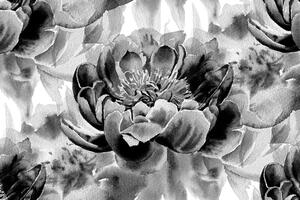 Tapéta bazsarózsa fekete fehérben - 150x100