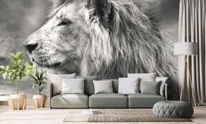 Fotótapéta afrikai oroszlán fekete fehérben