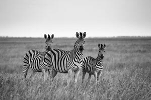 Öntapadó fotótapéta három zebra fekete fehérben