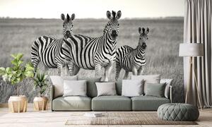 Öntapadó fotótapéta három zebra fekete fehérben