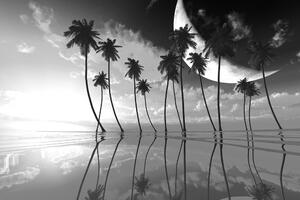 Öntapadó tapéta naplemente trópusi fálmafák felett fekete fehérben