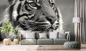 Fotótapéta bengáli tigris fekete fehérben