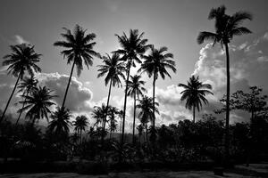 Tapéta kókusz pálmafa tengerparton fekete fehérben