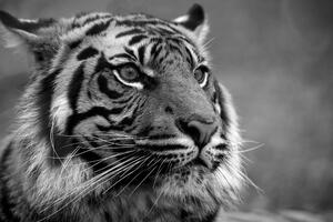 Öntapadó fotótapéta bengáli tigris fekete fehérben
