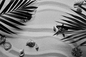 Öntapadó fotótapéta tengeri kagylók pálmalevelek alatt fekete fehérben
