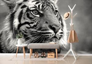 Fotótapéta bengáli tigris fekete fehérben