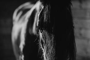 Fotótapéta fenséges ló fekete fehérben