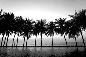 Tapéta naplemente pálmafák felett fekete-fehérben