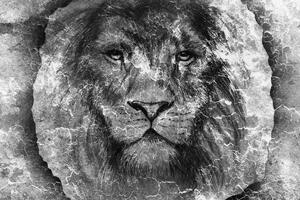 Öntapadó tapéta oroszlán arc fekete fehérben