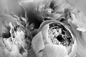 Tapéta virág szirom fekete fehérben - 150x100