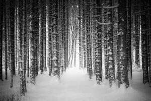 Fotótapéta fekete fehér havas erdő - 225x150