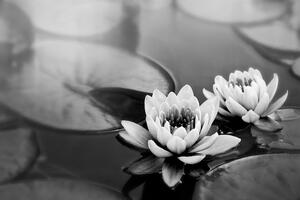 Tapéta lótusz virág a tóban fekete fehérben - 150x100