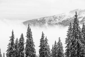 Fotótapéta havas fenyőfák