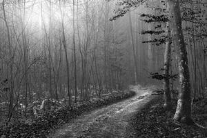 Öntapadó fotótapéta ösvény az erdőbe fekete fehérben