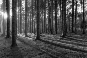 Fotótapéta reggel az erdőben fekete fehérben - 150x100