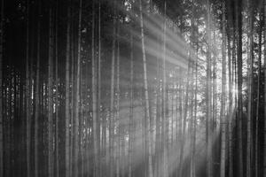 Fotótapéta napsugarak a fák mögött fekete fehérben