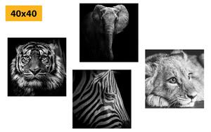 Képszett vadon élő állatok fekete-fehér változatban - 4x 40x40