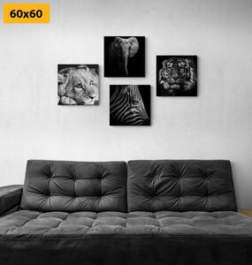 Képszett vadon élő állatok fekete-fehér változatban - 4x 40x40