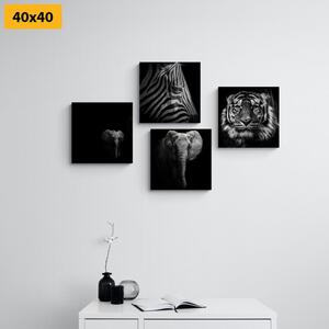 Képszett állatok fekete-fehér változatban - 4x 40x40