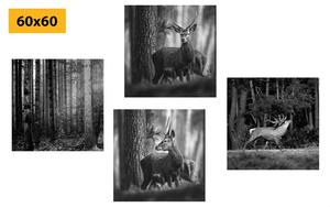 Képszett erdei állatok fekete-fehér változatban - 4x 40x40