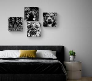 Képszett állatok fekete-fehér pop art stílusban - 4x 40x40