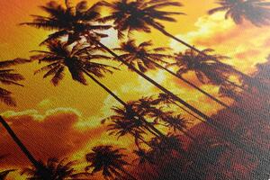 Kép kókuszdió pálmafák a tengerparton